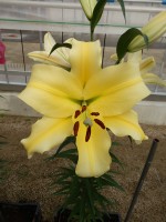 [4506 PO94 Faconnable No02.JPG]